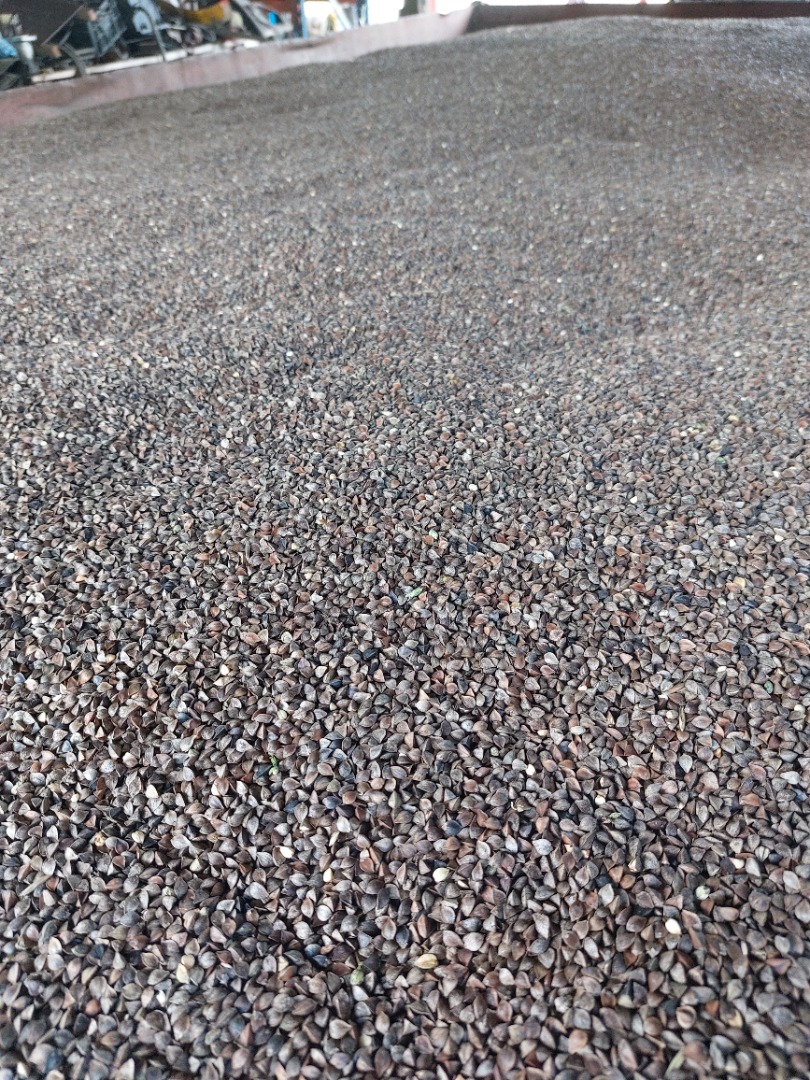 I will sell 20 tons of buckwheat from the 2022 harvest