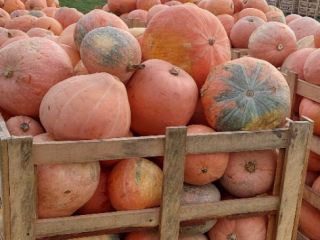 I will sell food pumpkins bambino. Not showered.