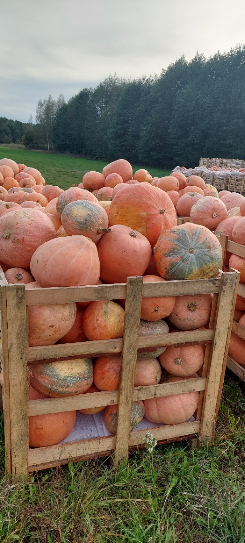 I will sell food pumpkins bambino