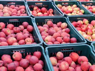 I am selling approximately 3-3.5 tons of apples, different