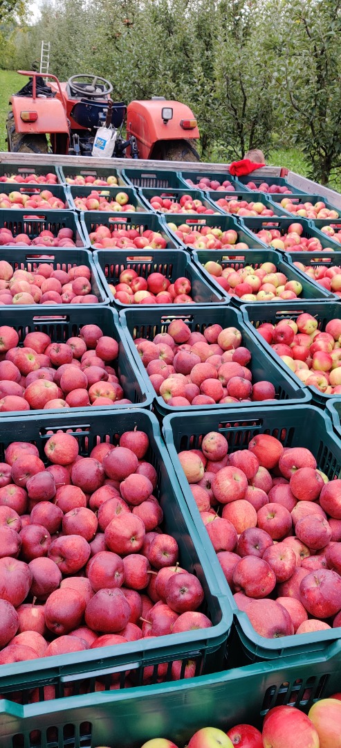 I am selling approximately 3-3.5 tons of apples, different varieties, hand-picked, details on