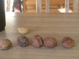 Hello, I have nice large nuts from one tree,