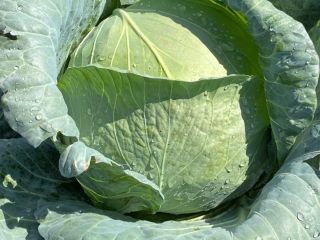 I sell 80t Cabbage type Brava F1 with negotiable