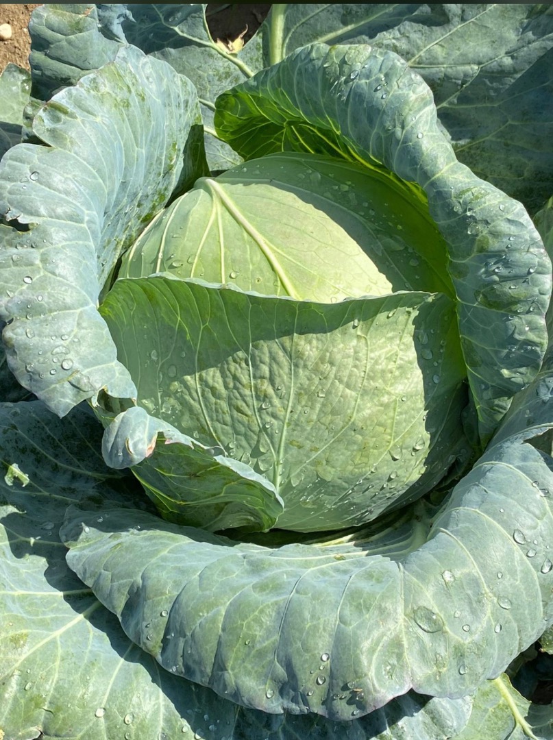 I sell 80t Cabbage type Brava F1 with negotiable price