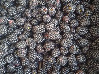 I will sell Blackberry from Ukraine. Only TIR Quantities.