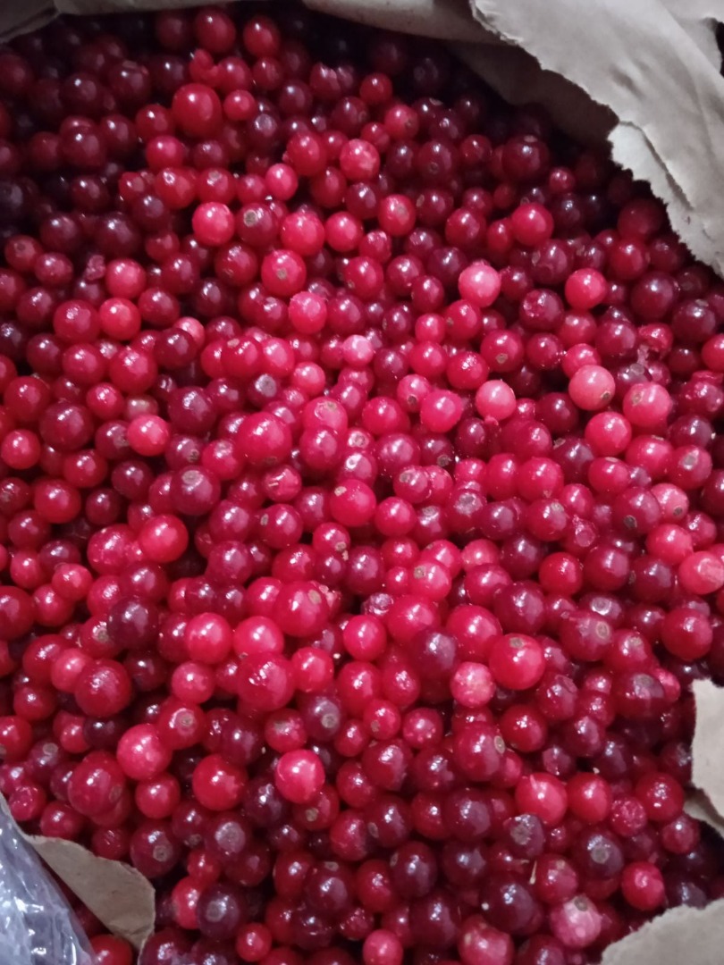 I will sell frozen cranberries from Ukraine