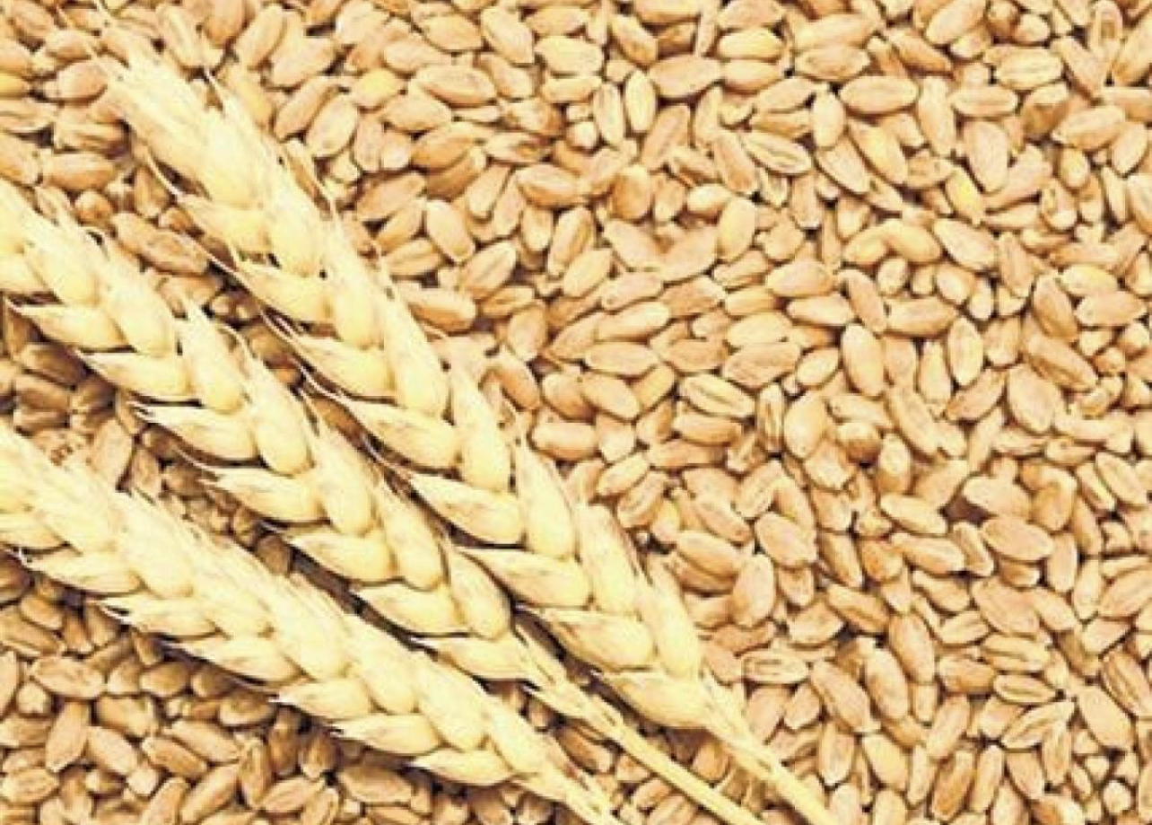 Wheat groats in bulk or big bags 1t Parameters: moisture content up to 14% Density min 72kg/hl Grain contamination up to 6% (including no more than 2%