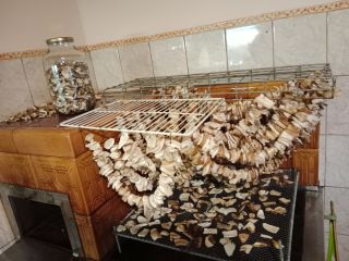Dried porcini mushrooms tel739528443