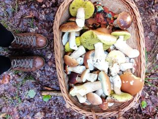 Beautiful mushrooms directly from our own forest in 64760