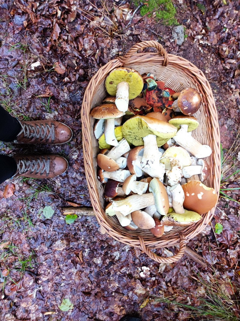 Beautiful mushrooms directly from our own forest in 64760 Oberzent, DREILÄNDERECK Hessen, Baden-Württemberg, Bavaria