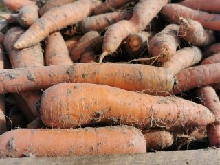 Edible carrots, large and long. For larger quantities, the