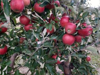 I will sell red jonaprinc apples, about 70t. We