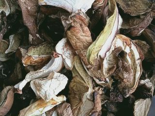 Dried mushrooms this year
