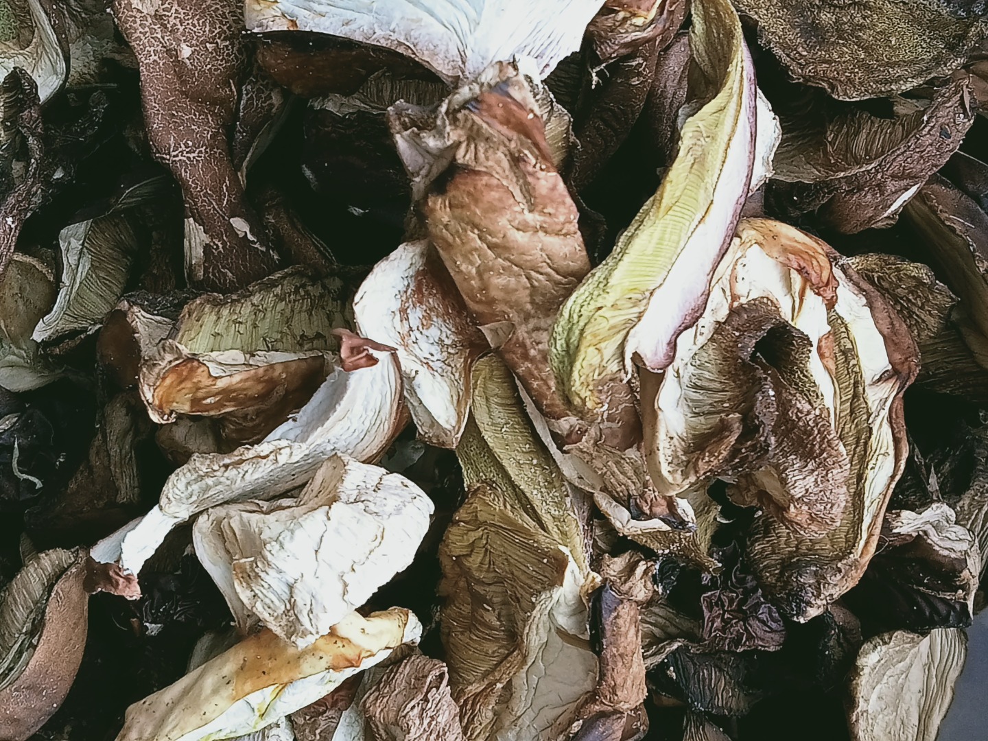 Dried mushrooms this year