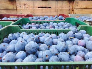 Top hit plum for sale .prezident