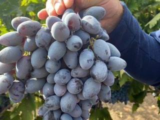 "Osenii Ciornii" table grapes, resistant to transport and storage