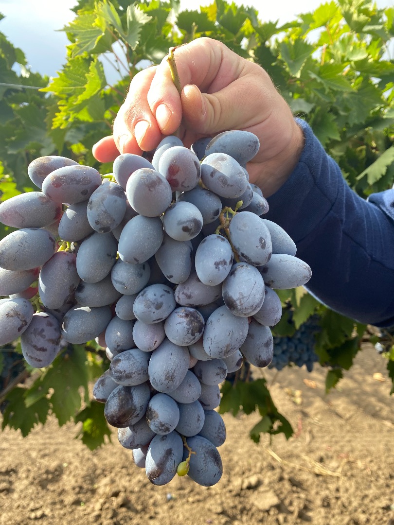 "Osenii Ciornii" table grapes, resistant to transport and storage in the refrigerator