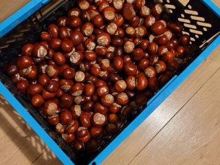 Chestnuts fresh large nice. I am asking for messages,
