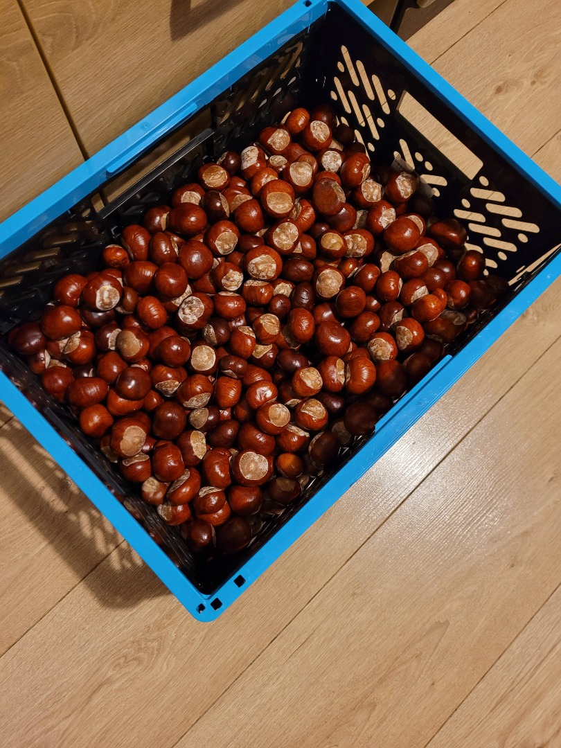 Chestnuts fresh large nice