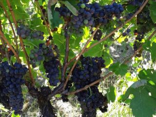We sell grapes in particular Aglianico with DOCG certificate