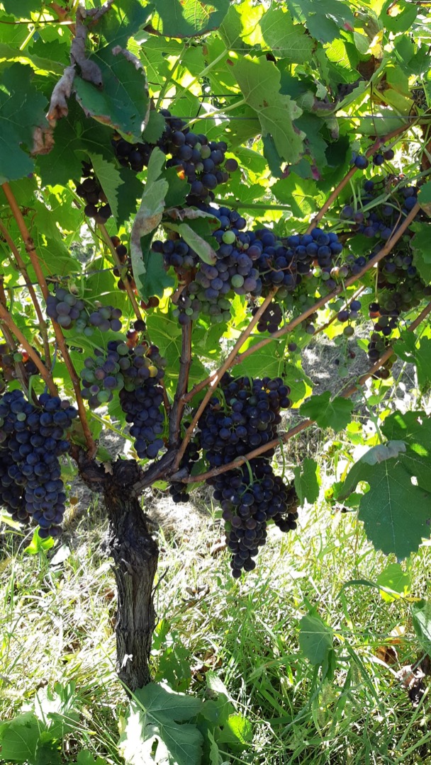 We sell grapes in particular Aglianico with DOCG certificate we are in the municipality of Montermarano where in recent years this grape is having great success