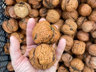 I will sell large, handsome walnuts. The price per