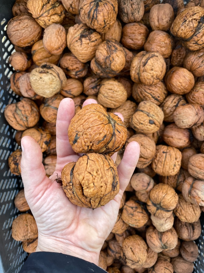 I will sell large, handsome walnuts