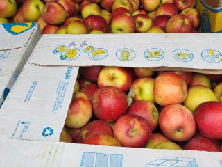 Ionatan apples, Arges court area