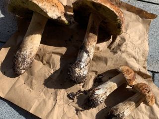 Porcini mushrooms fresh from the forest Far left 283g