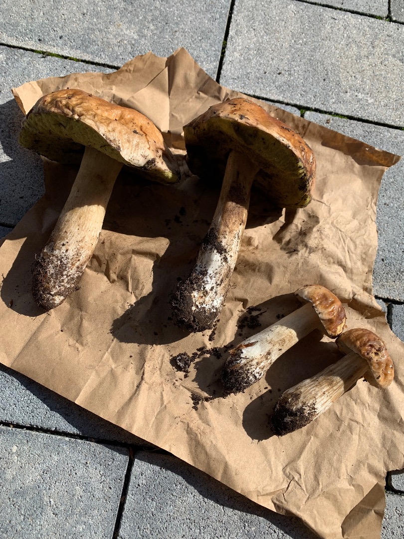 Porcini mushrooms fresh from the forest Far left 283g Next to it 307g The two small ones together 125g