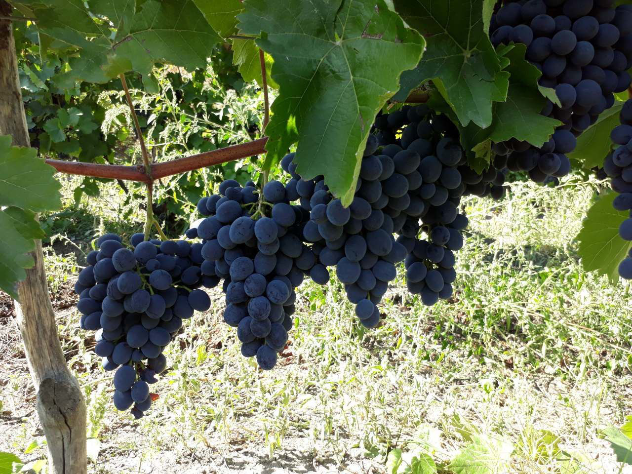 We sell grapes