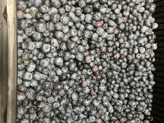 I will sell frozen American blueberries, large fruit, hand-picked,