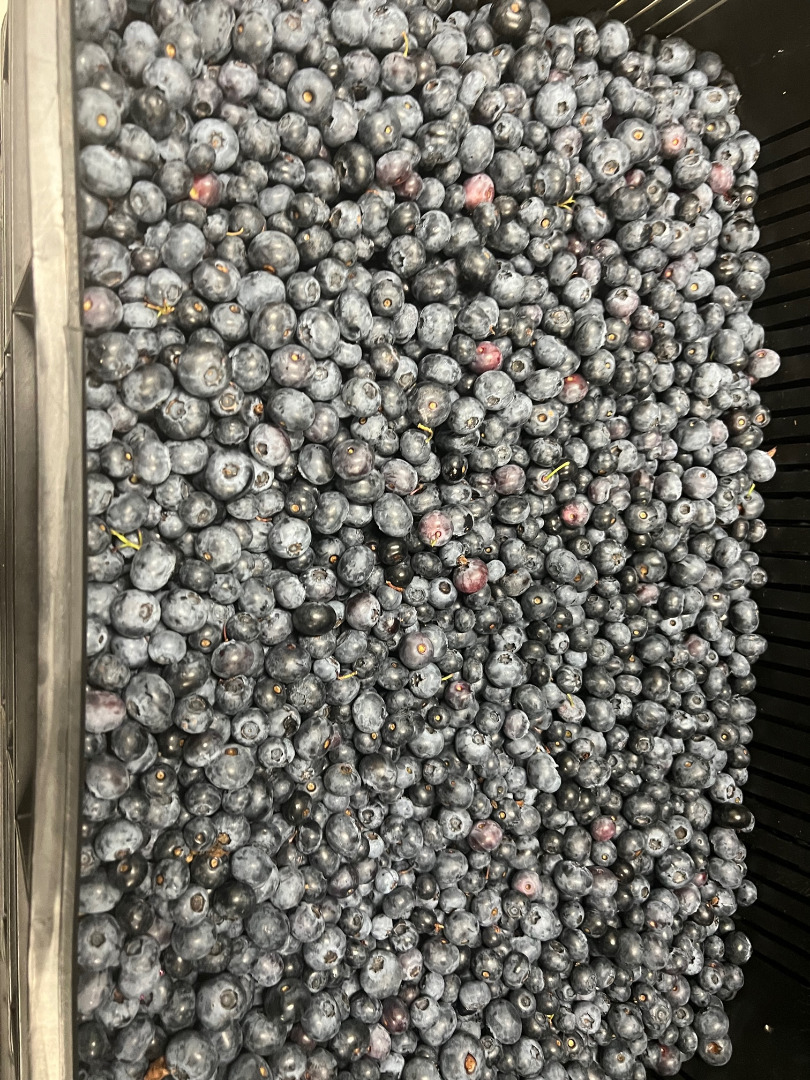 I will sell frozen American blueberries, large fruit, hand-picked, large quantities