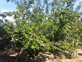 Large quinces. Ecologically clean.