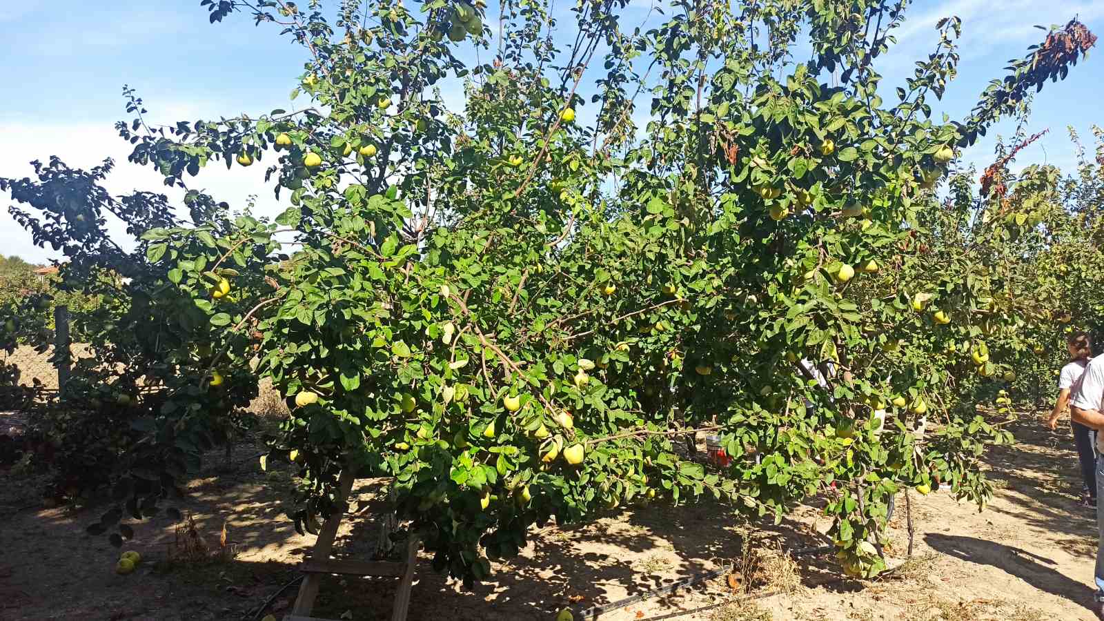 Large quinces