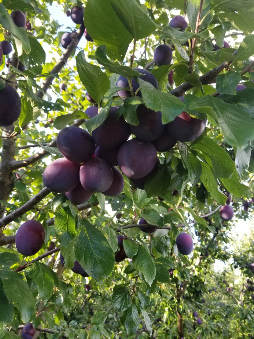 I will sell about 15 tons of President, a thick plum with no hail marks