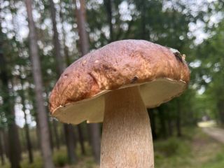 Fresh porcini mushrooms. Fresh if you want, otherwise frozen.