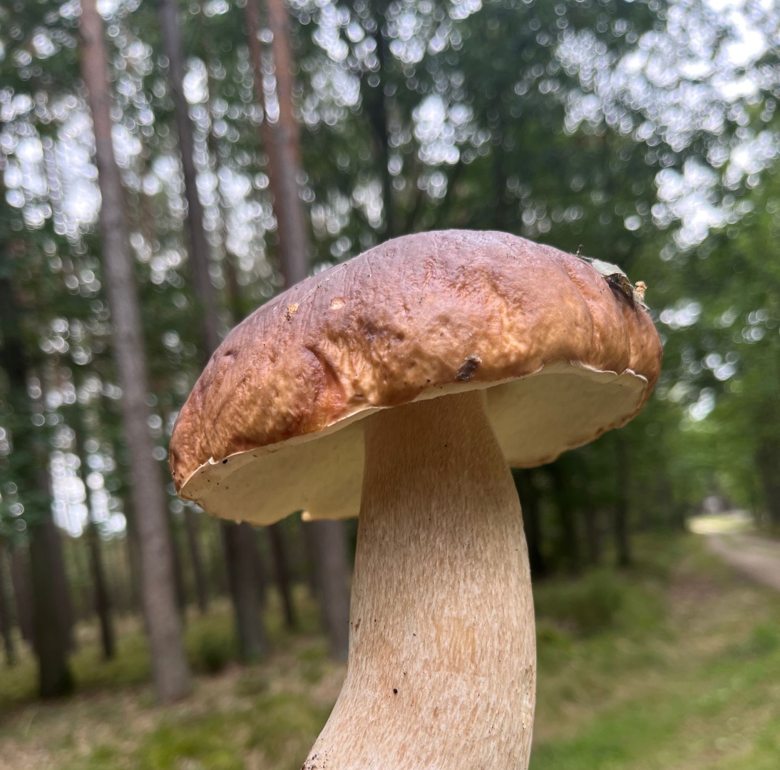 Fresh porcini mushrooms
