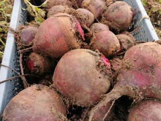 Round beetroot. Bona variety - well colored, without fibers.