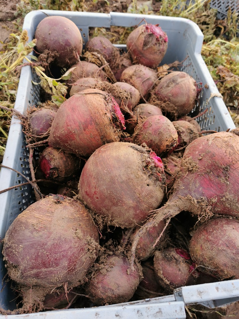 Round beetroot