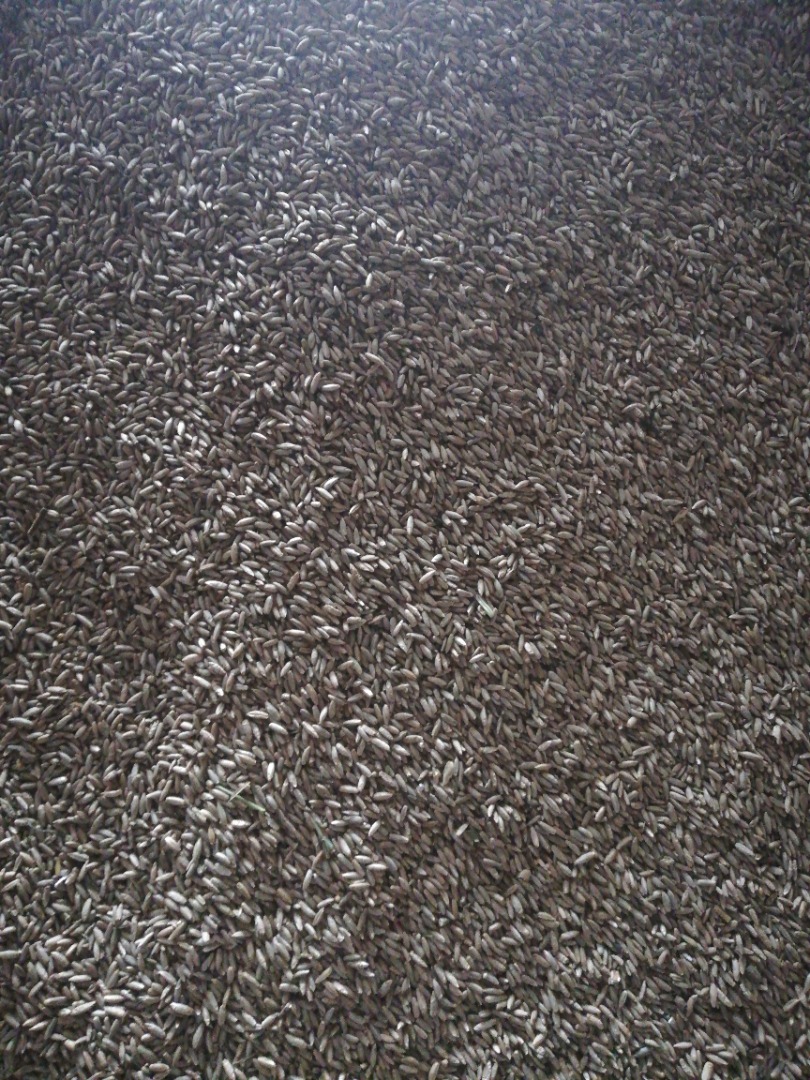 I am selling about 2 tons of rye, the boyko variety, a year after the headquarters