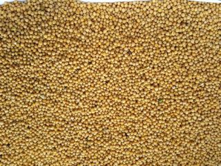 White mustard seeds, 99 percent purity and above. All