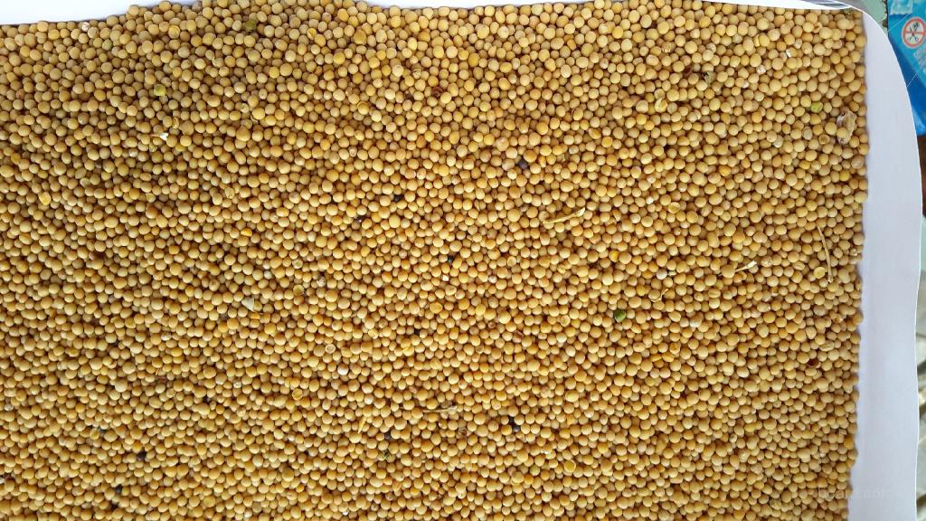 White mustard seeds, 99 percent purity and above