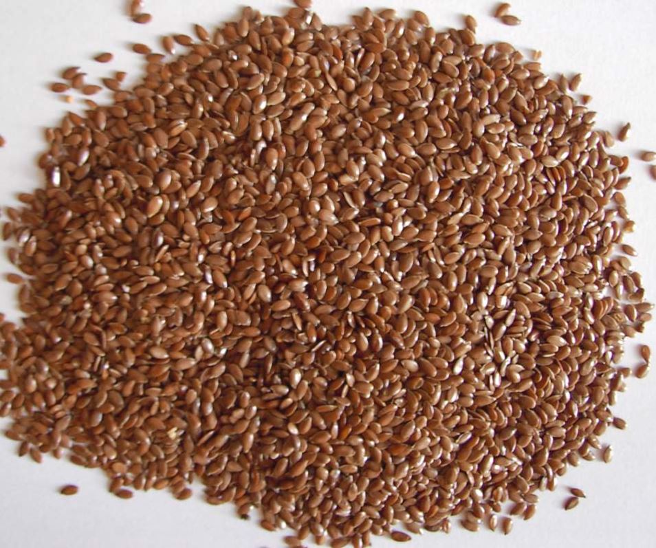 Flax brown, oilseed