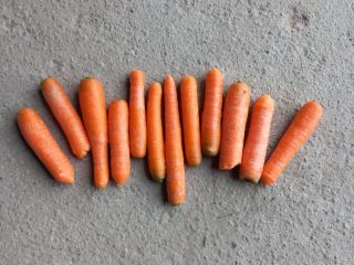 I will sell lacna carrots, unsorted waste, from export,