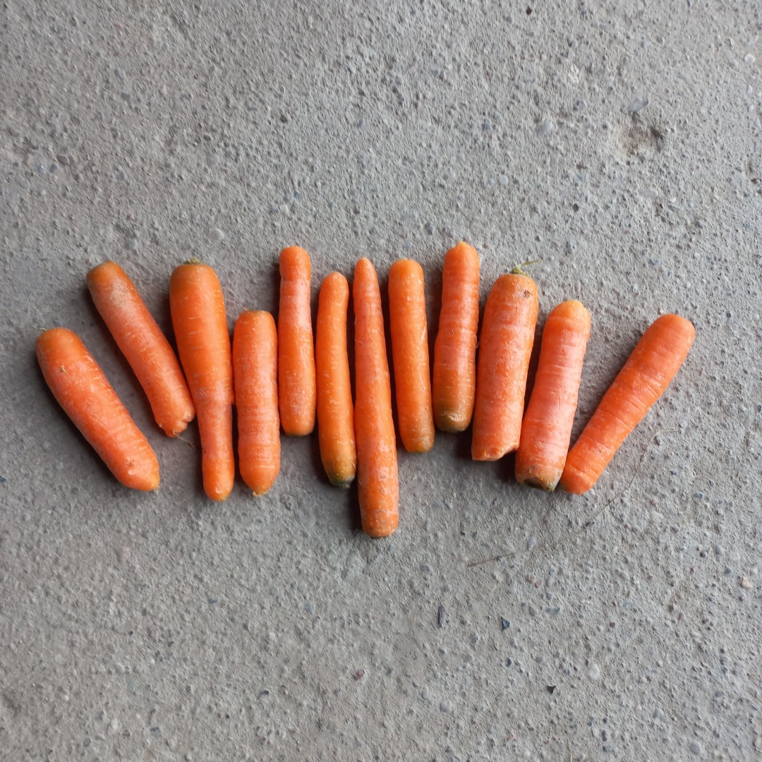 I will sell pure rinsed carrots, waste from exportowej