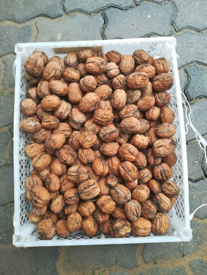 Walnuts jacks