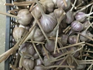 Hello. I am selling garlic from my own cultivation,