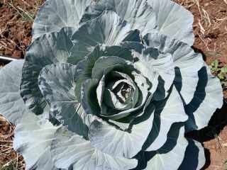 We have Lettuce, green pepper, tomato and cabbage