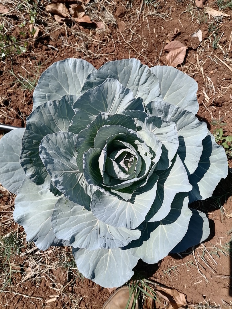 We have Lettuce, green pepper, tomato and cabbage
